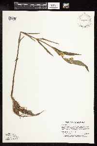 Lysimachia thyrsiflora image