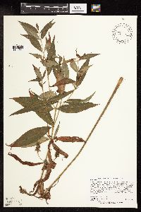 Lysimachia thyrsiflora image