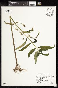 Lysimachia thyrsiflora image