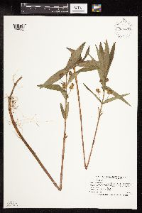 Lysimachia thyrsiflora image