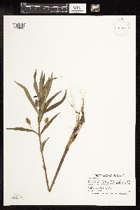 Lysimachia thyrsiflora image