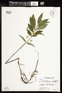 Lysimachia thyrsiflora image