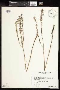 Lythrum alatum image