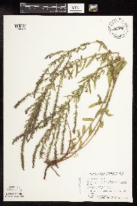 Lythrum alatum image