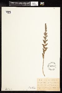 Lythrum alatum image