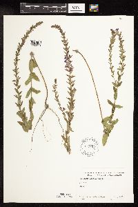 Lythrum alatum image