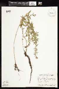Lythrum alatum image
