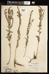 Lythrum alatum image