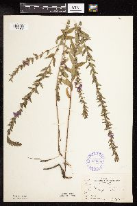 Lythrum alatum image