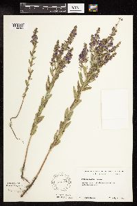 Lythrum alatum image