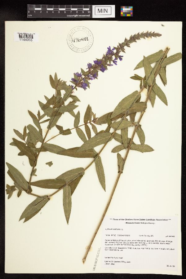 Lythrum salicaria image