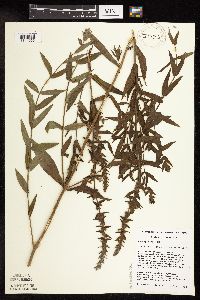 Lythrum salicaria image