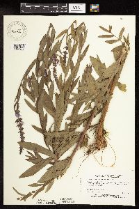 Lythrum salicaria image