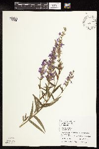 Lythrum salicaria image