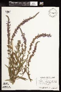 Lythrum salicaria image