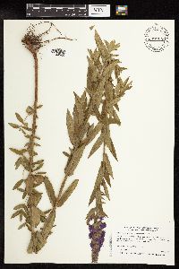 Lythrum salicaria image
