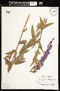 Lythrum salicaria image