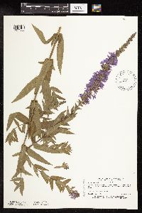 Lythrum salicaria image