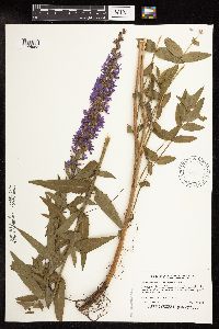 Lythrum salicaria image