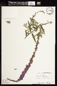 Lythrum salicaria image