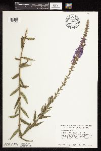 Lythrum salicaria image