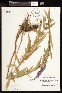 Lythrum salicaria image