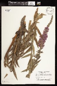 Lythrum salicaria image