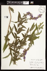 Lythrum salicaria image