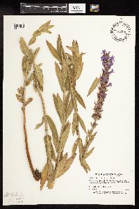Lythrum salicaria image
