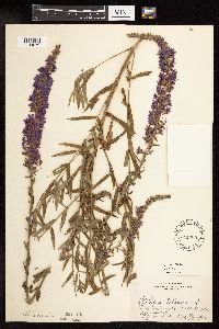 Lythrum salicaria image