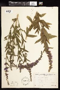 Lythrum salicaria image
