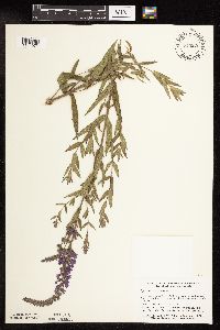 Lythrum salicaria image