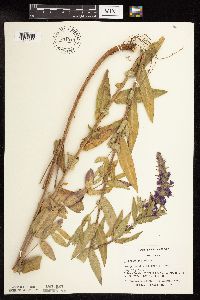 Lythrum salicaria image