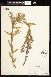 Lythrum salicaria image