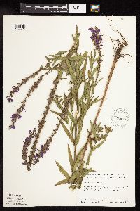 Lythrum salicaria image