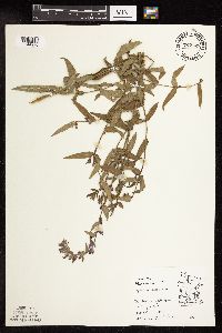 Lythrum salicaria image