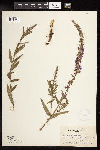 Lythrum salicaria image