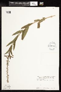 Lythrum salicaria image