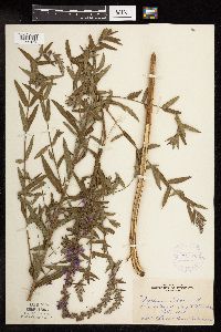 Lythrum salicaria image