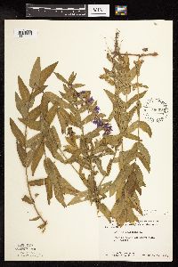 Lythrum salicaria image