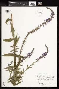 Lythrum salicaria image