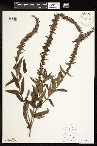 Lythrum salicaria image
