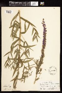 Lythrum salicaria image