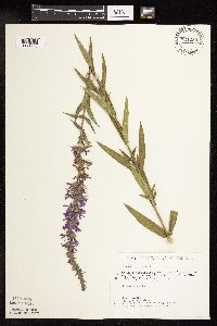 Lythrum salicaria image