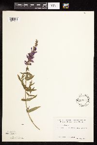 Lythrum salicaria image