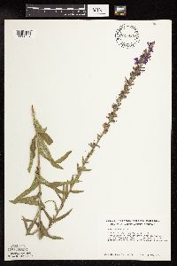 Lythrum salicaria image