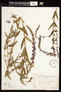 Lythrum salicaria image
