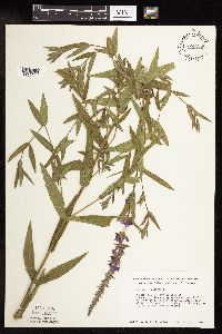 Lythrum salicaria image