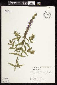 Lythrum salicaria image