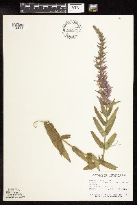 Lythrum salicaria image